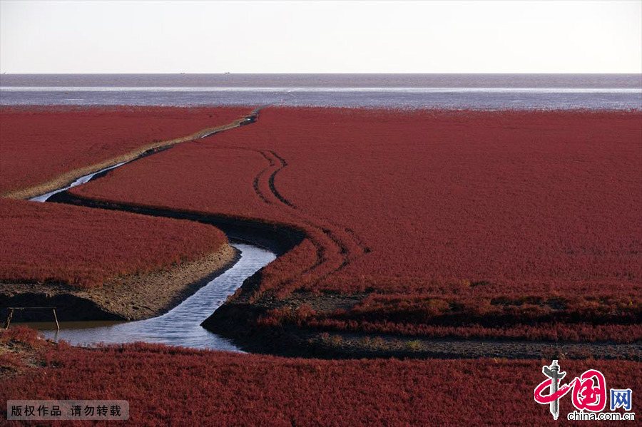国家级自然保护区红海滩。中国网图片库 王辉/摄