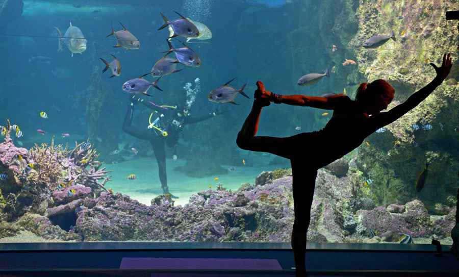 澳大利亞：水族館裏的瑜伽課[組圖]
