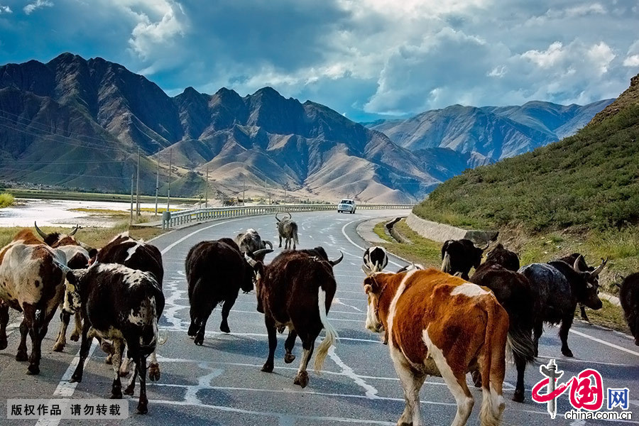沿途偶尔还会有成群结队的牦牛悠闲地穿过道路，审视着每一个路过的旅客。 中国网图片库 晨珠/摄 