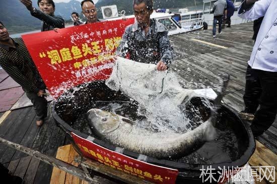 湖南現百斤魚王:身長1.4米 將被做成剁椒魚頭[圖]