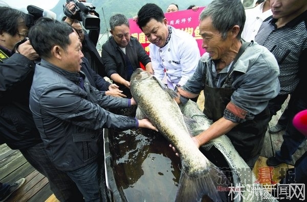 湖南现百斤鱼王:身长1.4米 将被做成剁椒鱼头[图]