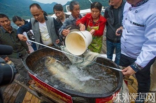 湖南现百斤鱼王:身长1.4米 将被做成剁椒鱼头[图]