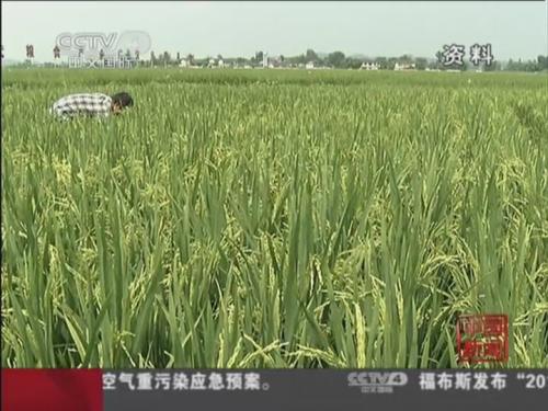 农业部：吃转基因食品致“绝育”属误传