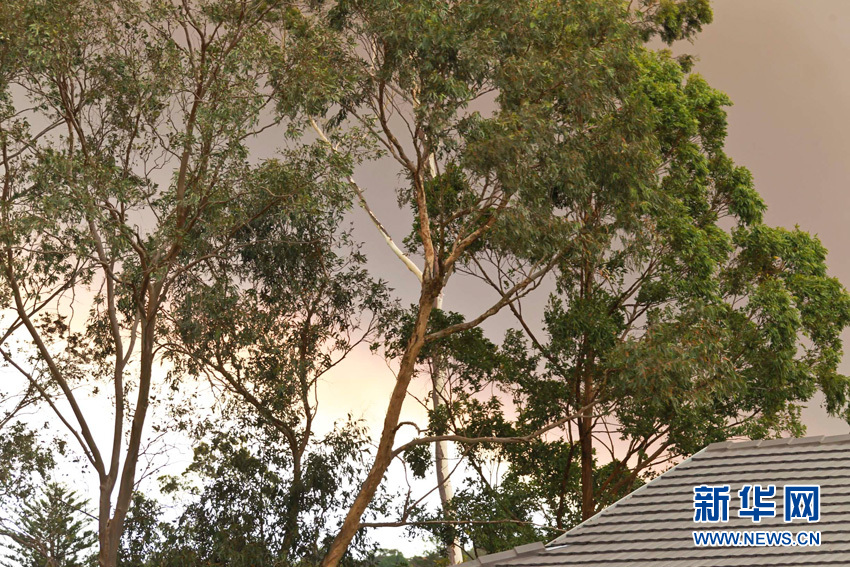 澳大利亞新州叢林大火肆虐 已致一人死亡