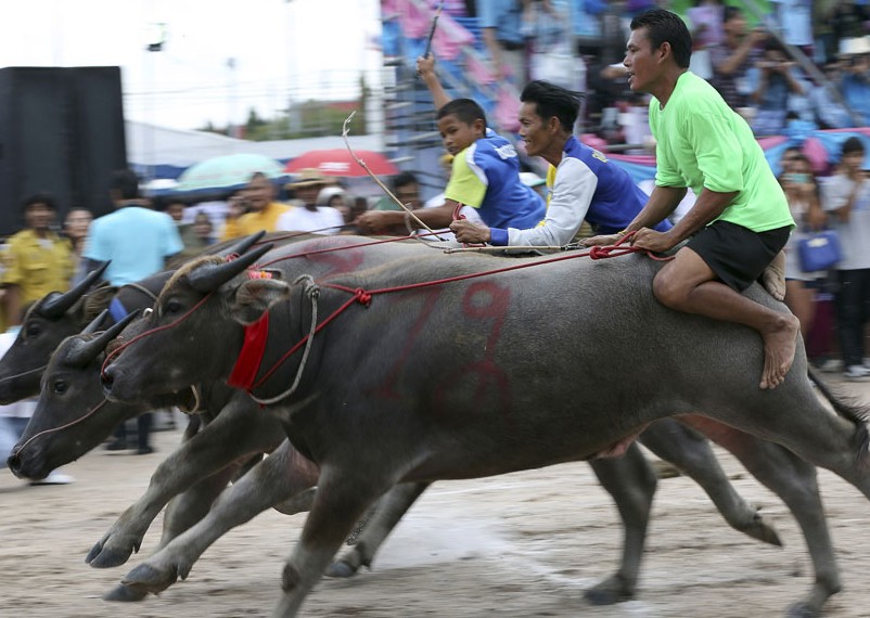 泰国上演传统骑水牛比赛 惊险刺激庆祝丰收
