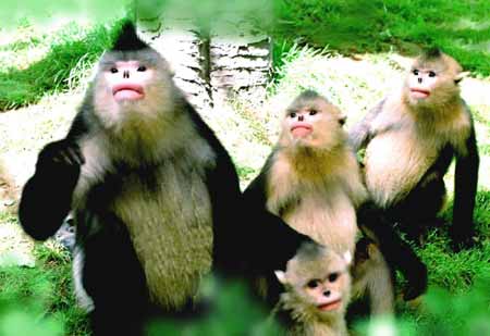 云南:首次拍到滇金丝猴稀有种群_ 视频中国