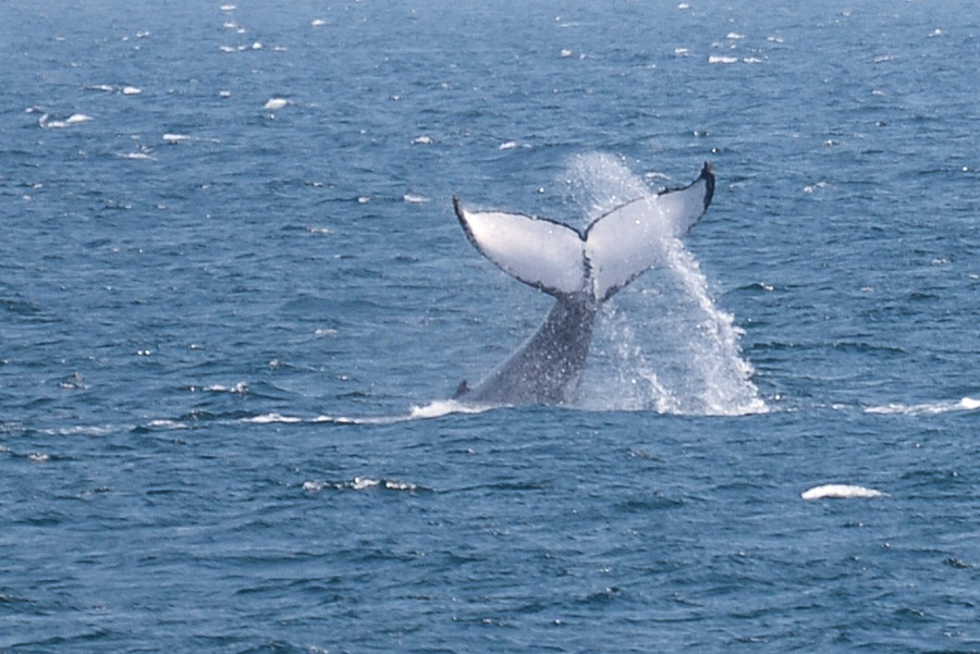 澳大利亚：杰维斯湾观鲸[组图]