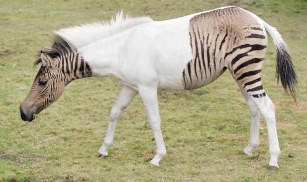 摄影美图(113)动物世界中的跨种群杂交(1)