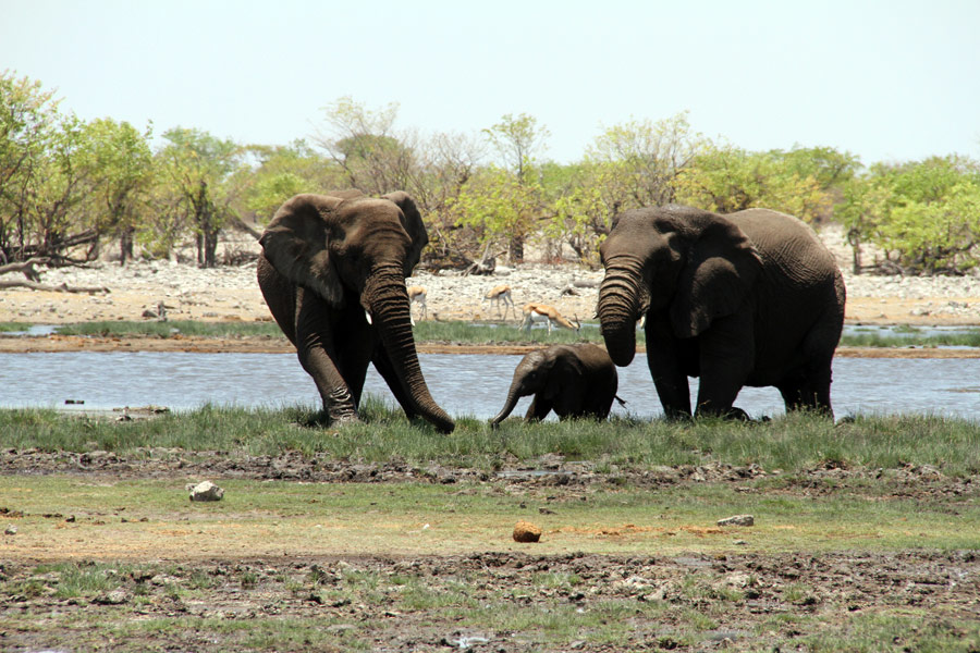 纳米比亚：埃托沙国家公园[组图]
