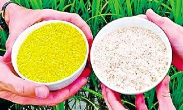 轉基因水稻産業化