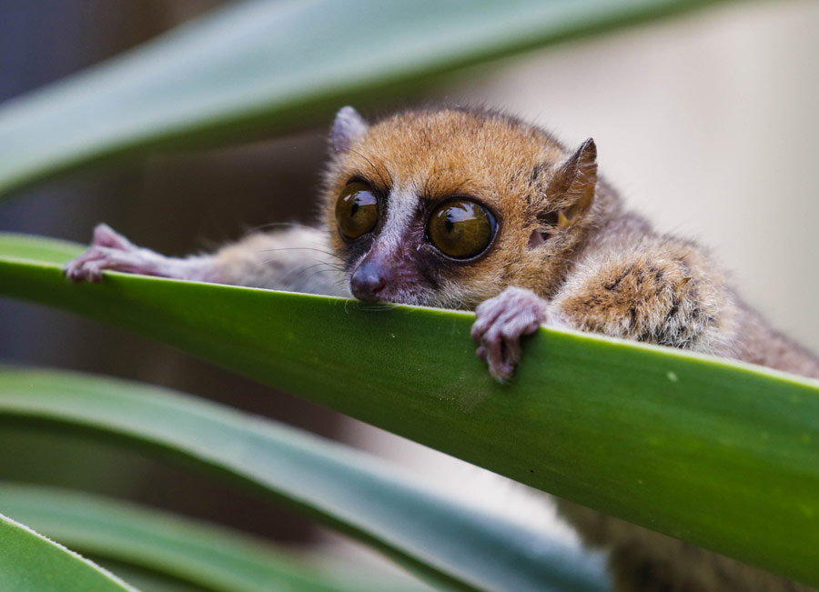 马达加斯加：独特濒危物种狐猴[组图]