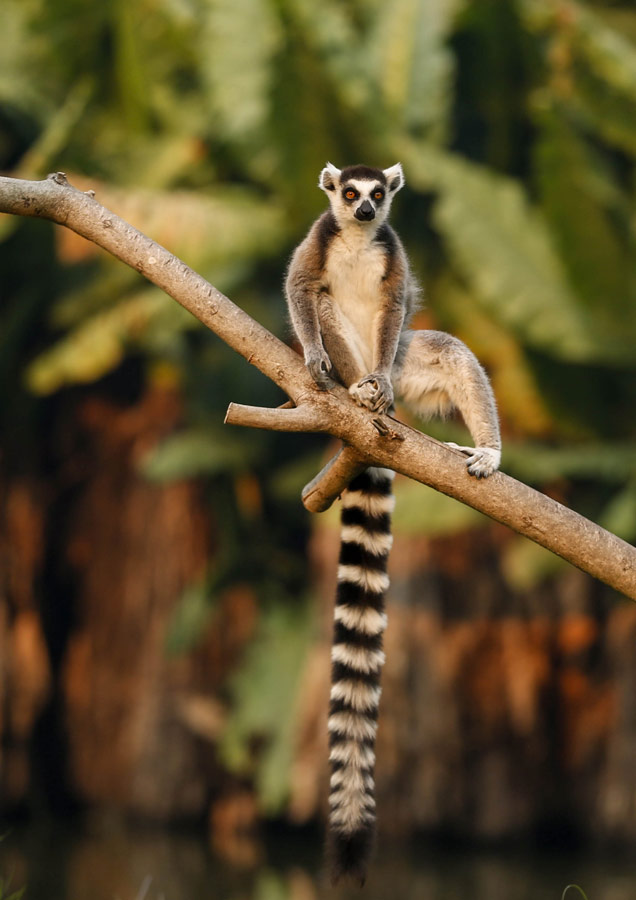 馬達加斯加：獨特瀕危物種狐猴[組圖]