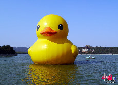 古老的颐和园变成了充满温情爱意的露天派对场所，大黄鸭静静地游在颐和园的昆明湖上。 中国网记者 齐锐/摄