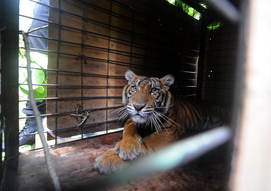印尼：拯救濒危苏门答腊虎[组图]