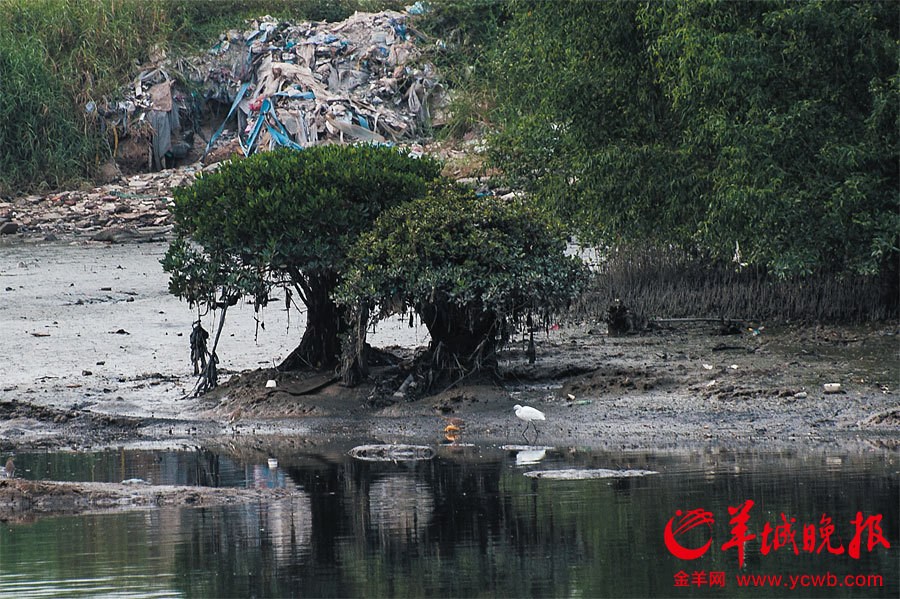 深圳茅洲河污染严重臭气扑面