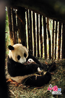 出生1个月的张想和妈妈在野化环境中。中国保护大熊猫研究中心 供图