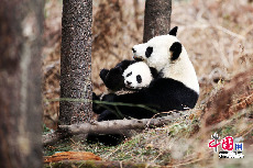 半岁龄的张想和妈妈互动交流。中国保护大熊猫研究中心 供图