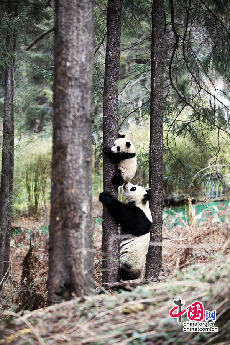 半岁龄的张想学习爬树。中国保护大熊猫研究中心 供图