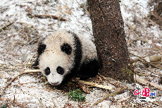 冰雪中的张想。中国保护大熊猫研究中心 供图