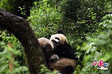 母幼交流。中国保护大熊猫研究中心 供图