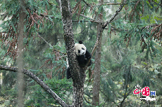 樹上休息的張想。中國保護大熊貓研究中心 供圖