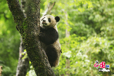 野性十足的张想。中国保护大熊猫研究中心 供图