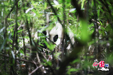隐蔽在竹林中的2岁龄的张想。中国保护大熊猫研究中心 供图