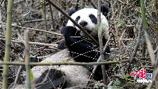即將放歸野外的張想在野化環境竹林中吃竹。中國保護大熊貓研究中心 供圖