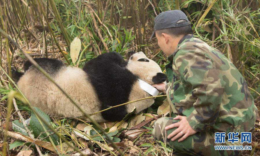 全球首只野化培训的人工繁育大熊猫成功回捕