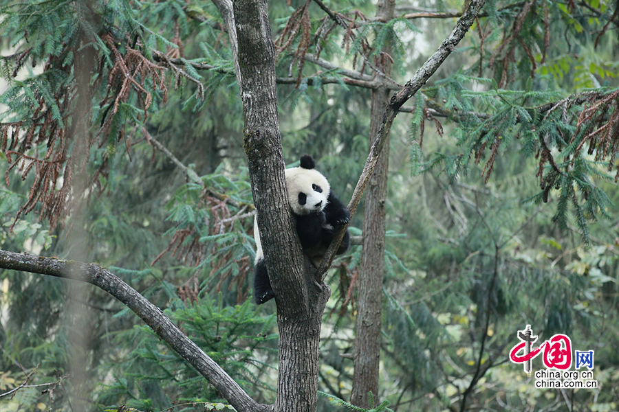 大熊猫“张想”将于11月6日放归野外