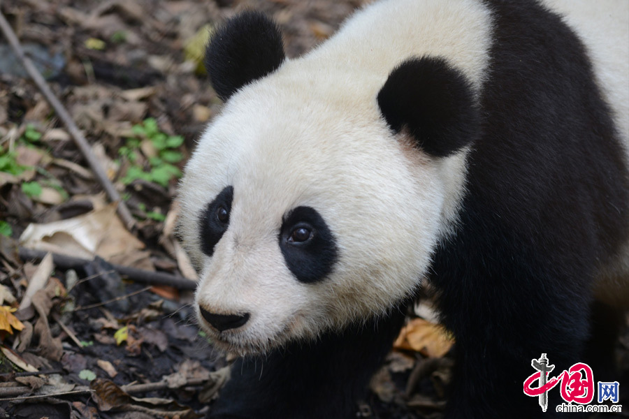 卧龙中国保护大熊猫研究中心大熊猫“张想”将于11月6日正式放归四川栗子坪自然保护区。中国保护大熊猫研究中心供图