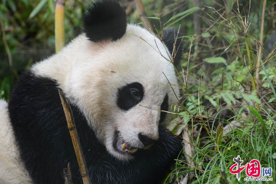 卧龙中国保护大熊猫研究中心大熊猫“张想”将于11月6日正式放归四川栗子坪自然保护区。中国保护大熊猫研究中心供图