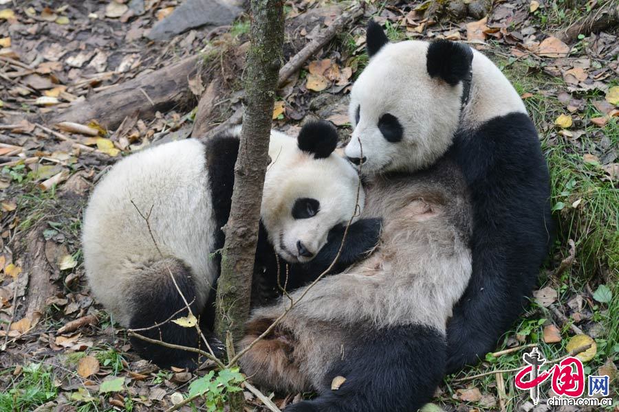 2013年10月28日，大熊猫“张想”和妈妈“张卡”依偎在一起。