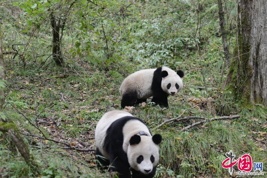 卧龙中国保护大熊猫研究中心大熊猫“张想”将于11月6日正式放归四川栗子坪自然保护区。中国保护大熊猫研究中心供图