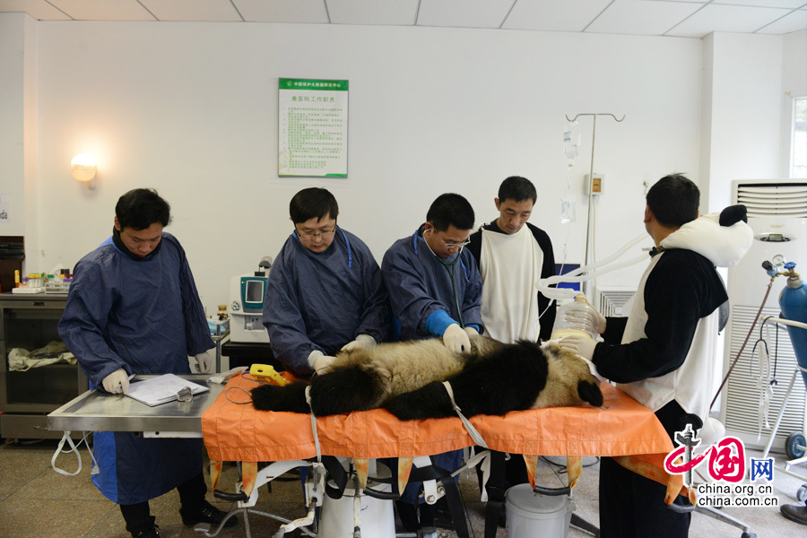  2013年11月3号，大熊猫“张想”在卧龙核桃坪野化培训基地接受了身体检查，这也是它放归前接受的最后一次体检。