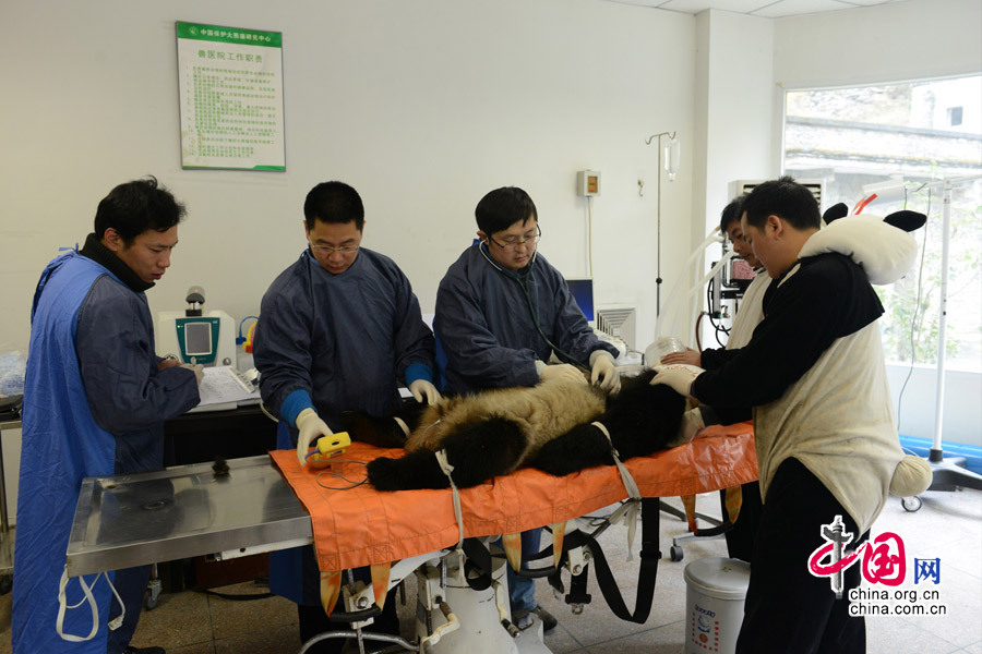  2013年11月3号，大熊猫“张想”在卧龙核桃坪野化培训基地接受了身体检查，这也是它放归前接受的最后一次体检。