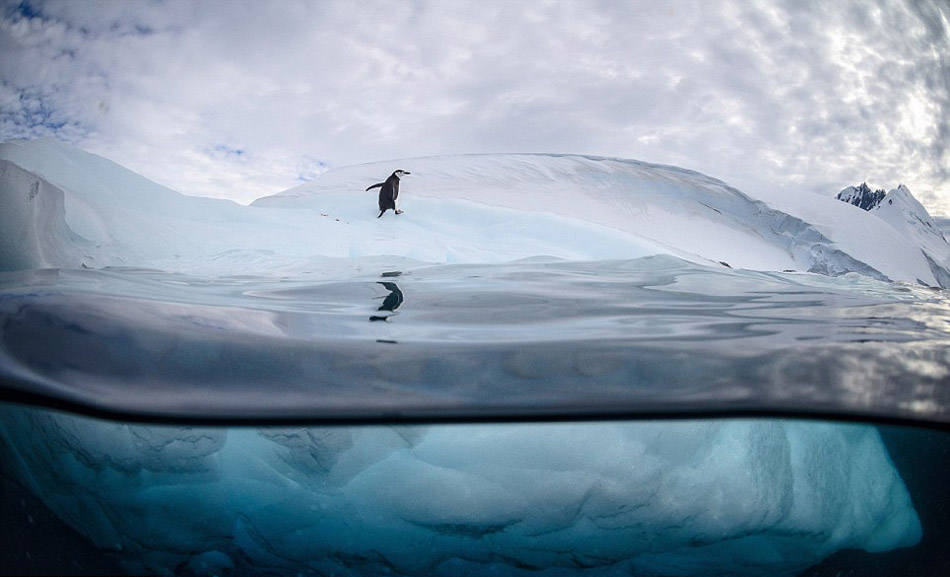 美国加州的摄影师贾斯汀•霍夫曼(Justin Hoffman)近期在南极洲的彼得曼岛(Peterman Island)拍到一组企鹅跳水嬉戏的动人画面。为了能拍到最好的画面，他甚至不惜跳入冰冷刺骨的海水中，以独特的视角捕捉企鹅跳水的镜头。