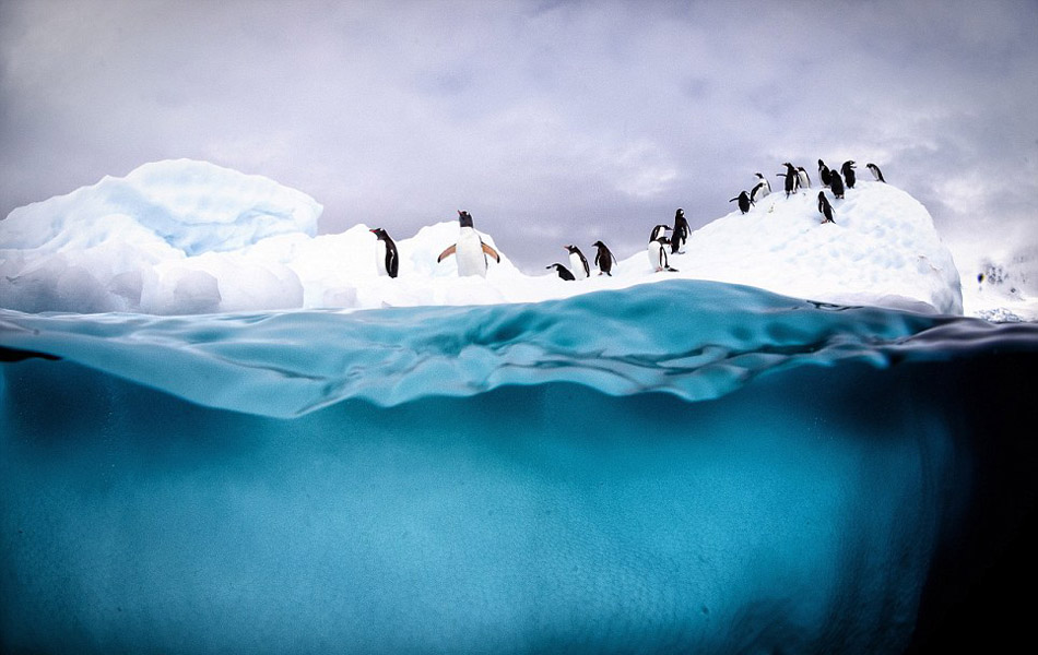 美国加州的摄影师贾斯汀•霍夫曼(Justin Hoffman)近期在南极洲的彼得曼岛(Peterman Island)拍到一组企鹅跳水嬉戏的动人画面。为了能拍到最好的画面，他甚至不惜跳入冰冷刺骨的海水中，以独特的视角捕捉企鹅跳水的镜头。