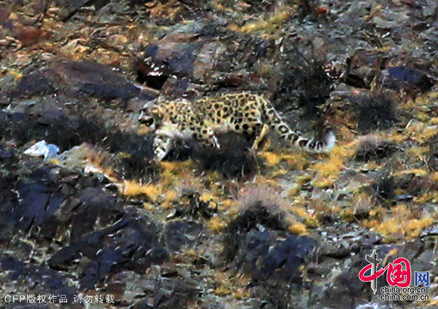 中国首次成功拍摄濒危野生雪豹高清晰捕食照片