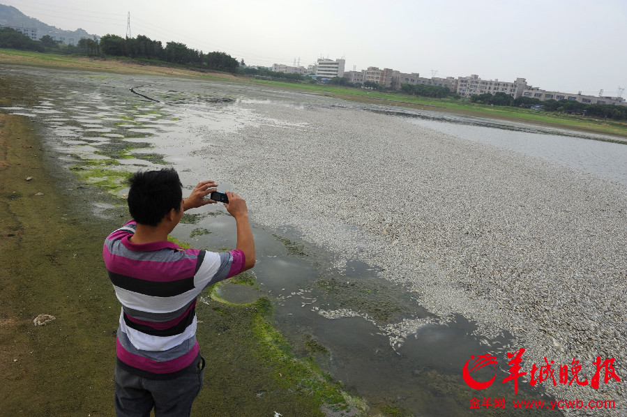 深圳一公園湖內(nèi)驚現(xiàn)萬斤死魚