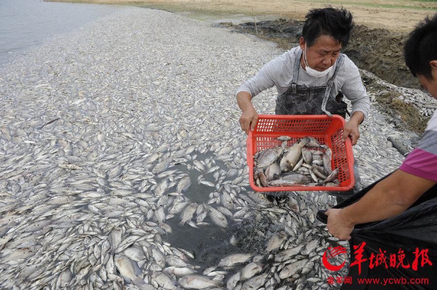 深圳一公園湖內(nèi)驚現(xiàn)萬斤死魚