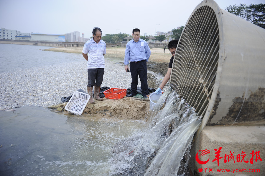 深圳一公園湖內(nèi)驚現(xiàn)萬斤死魚