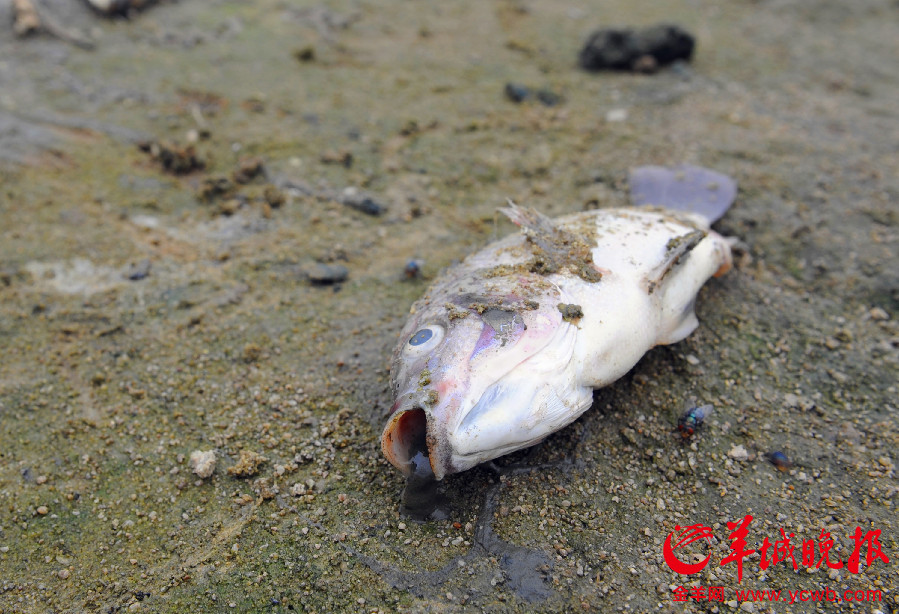 深圳一公園湖內(nèi)驚現(xiàn)萬斤死魚