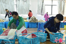 2013年11月11日，浙江省杭州市，某电商品牌的员工在为客户配货。中国网图片库 龙巍摄