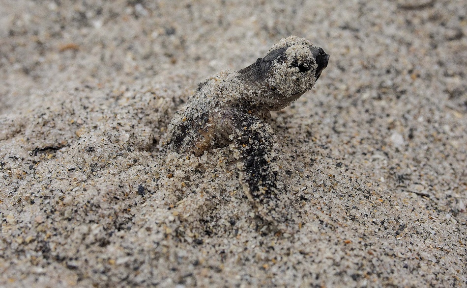 德贵斯塔珊瑚海湾公园的沙滩上,红海龟幼仔从巢穴里爬出.