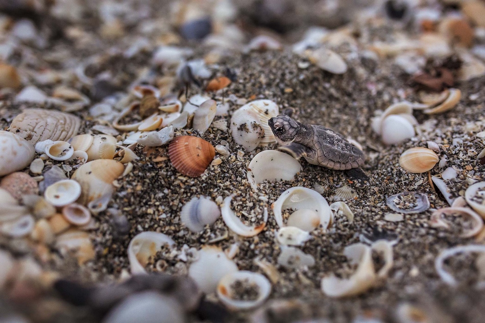 照片中,刚刚孵出的红海龟幼仔缓缓地爬过贝壳,大海就是它的归宿.