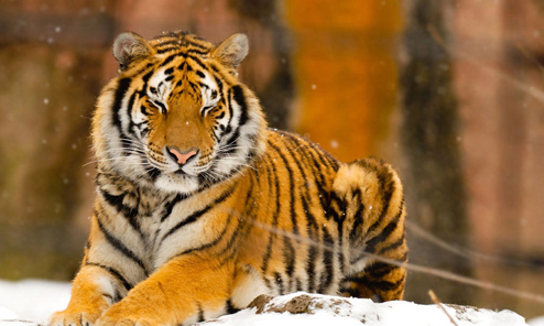 珲春发现罕见野生东北虎家族