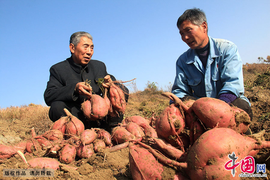 徐自強（左）選育的新品種紅薯産量比老品種增産25%，他到田間地頭向農戶傳授紅薯栽培技術。中國網圖片庫 曹忠宏/攝