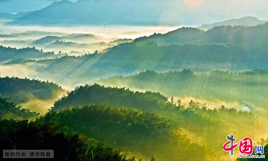 一望无际的竹子连川连岭，整整覆盖了500多座山丘。 中国网图片库 毛智/摄