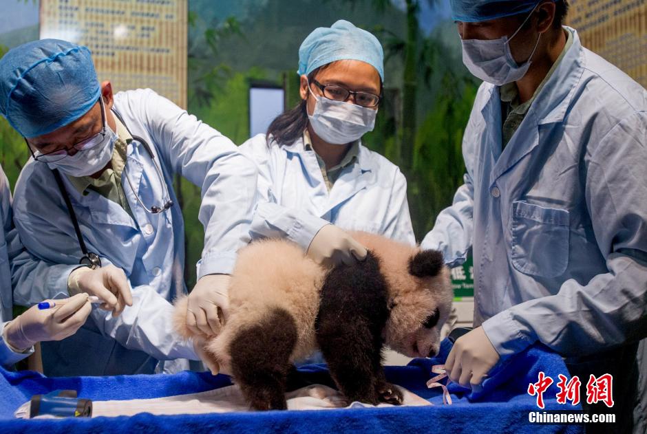 广东首只本土出生熊猫宝宝满120日 首公开与市民见面